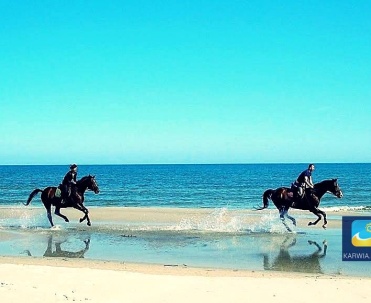 Konie galopujące po plaży - przepiękny widok!
